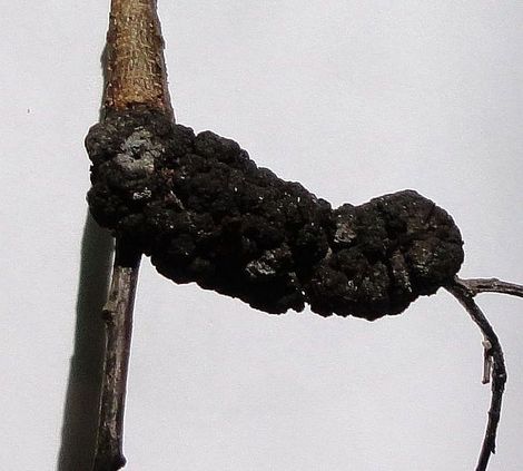 is black knot fungus harmful to dogs