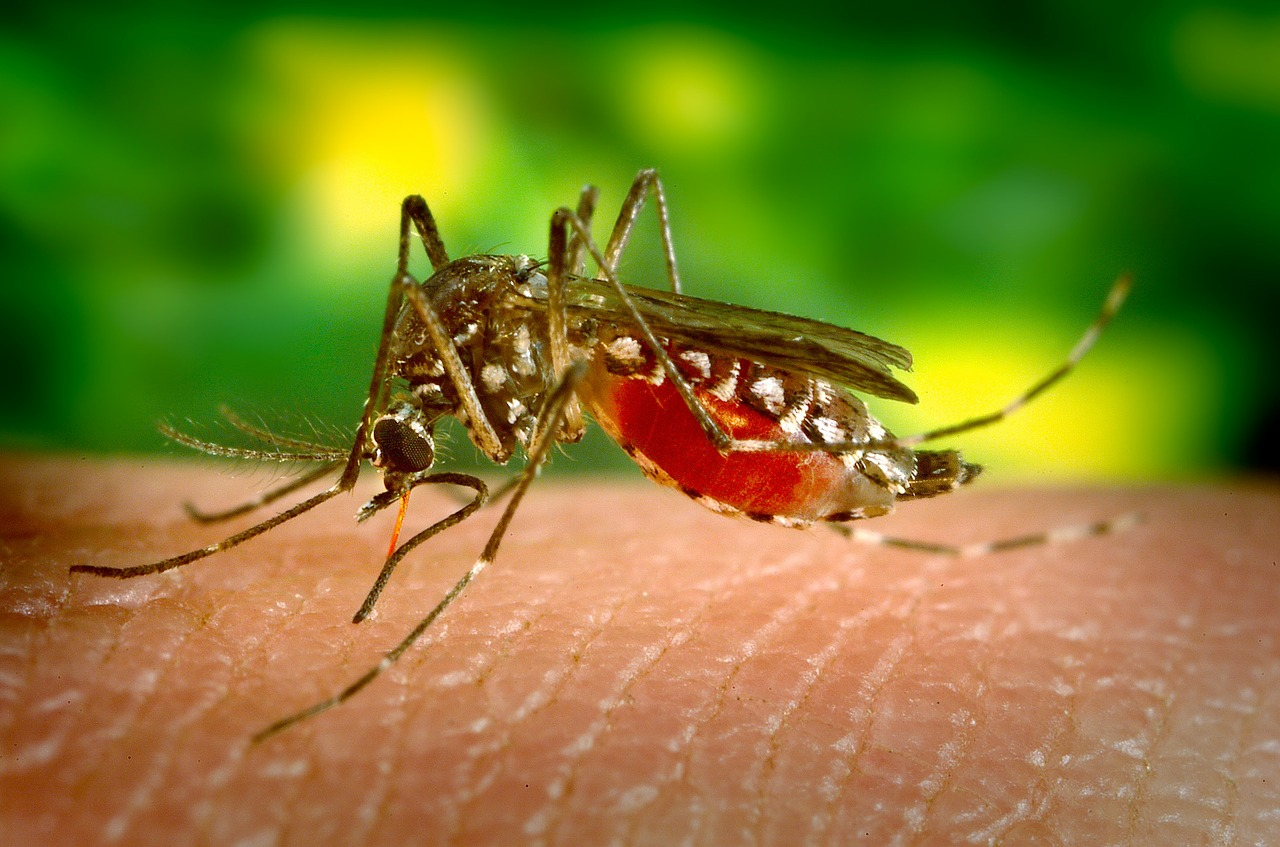 What Is It Good For The Blood Sucking Mosquito