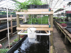 Commercial aquaponics system. - Image CC-SA 2.0 Generic by ryan griffis, Growing Power, Milwaukee.