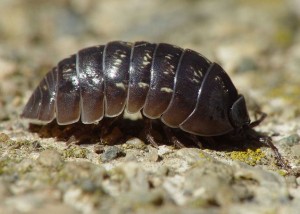 The garden pill bug resembles an armadillo.