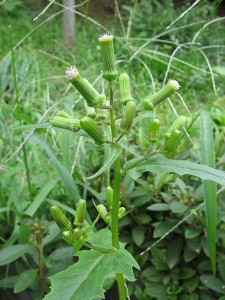 Pilewort CCA-SA-3.0 Unported by Sphl Wikimedia Commons