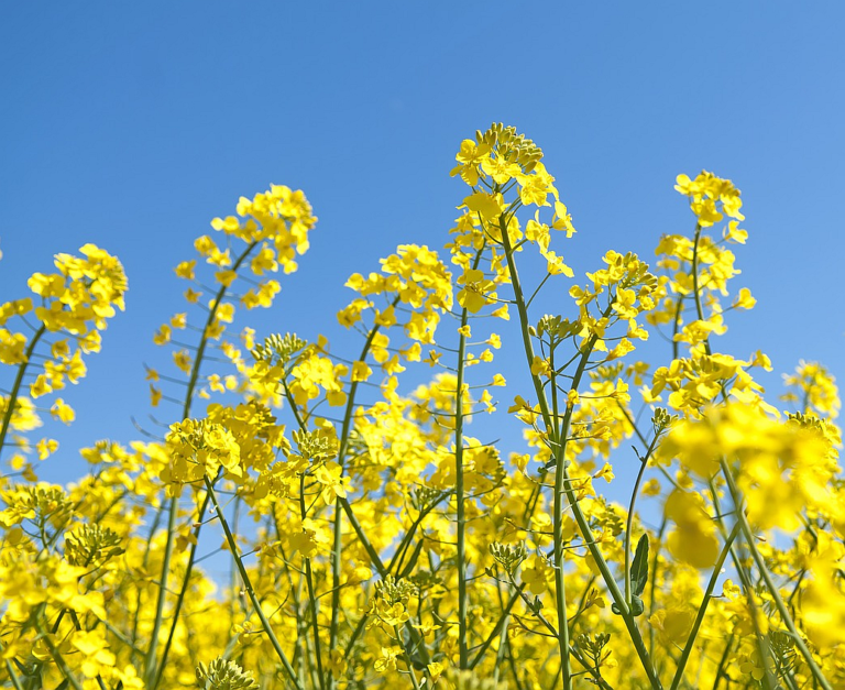 Canola Oil - What is It? Does It Pose a Health Risk?