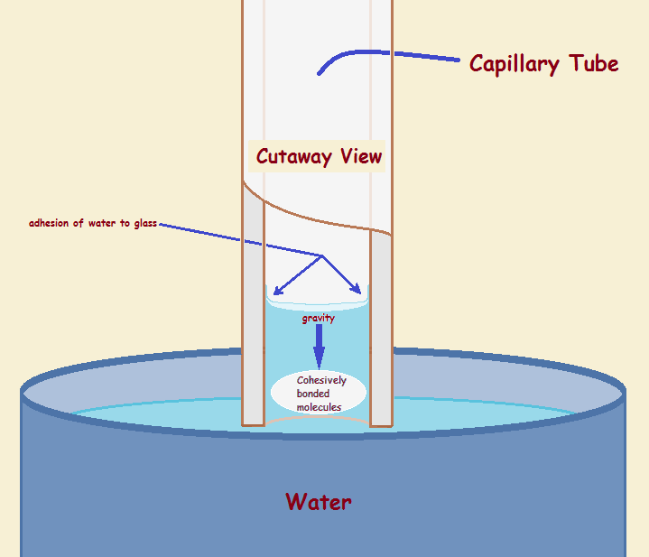 Capillary Action From The Forces Of Adhesion And Cohesion