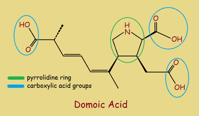 Algae, Seafood and Domoic Acid: Should You Be Concerned?