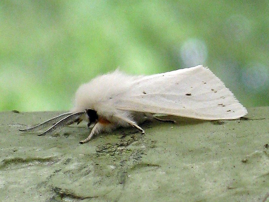 Spring webworm moth
