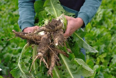 Chicory roots