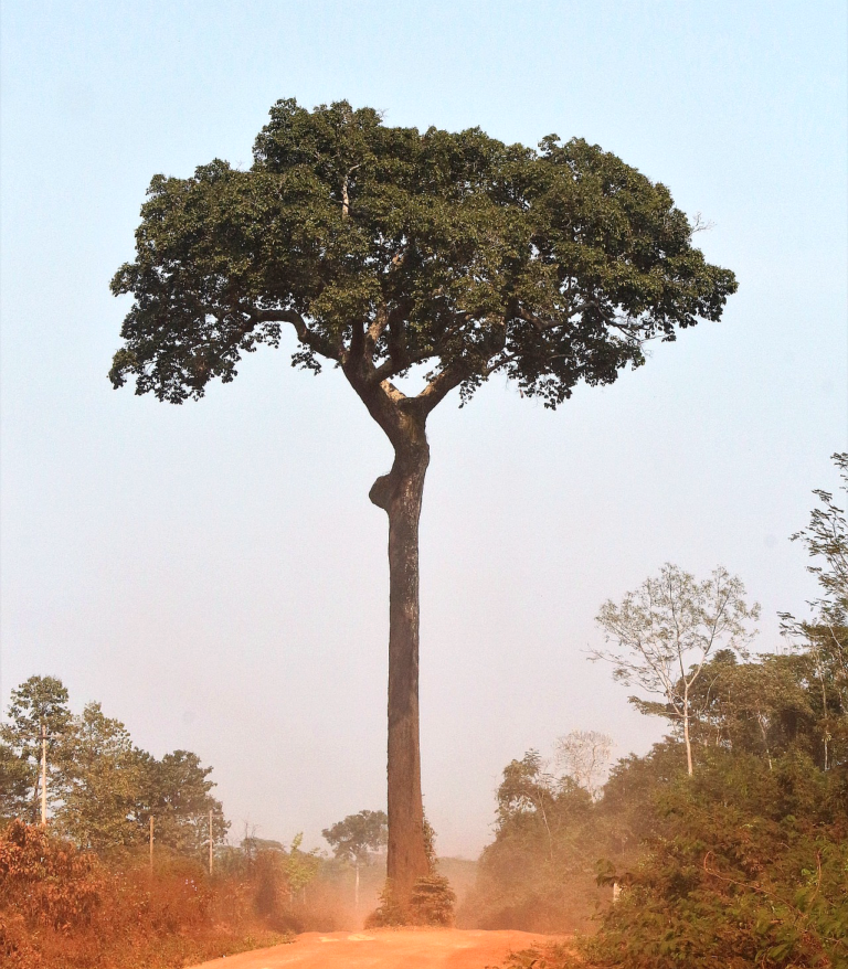 The Curious Brazil Nut And Brazil Nut Tree - Quirky Science