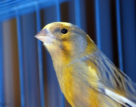 Canary Photo